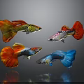 Colorful Guppies With Vibrant Red Yellow Blue Pink Colors On Dark Background
