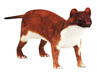 Brown and White Mammal Standing with Long Tail and Thick Fur Coat 3d model