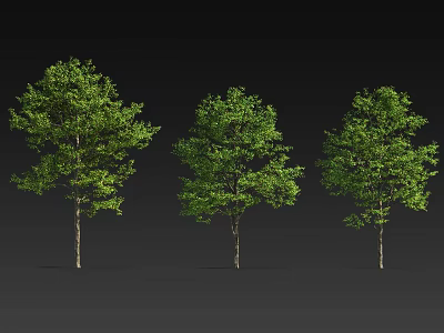Three Arbor Trees With Lush Green Foliage And Straight Brown Trunks 3d model