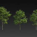 Three Arbor Trees With Lush Green Foliage And Straight Brown Trunks
