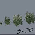Natural Garden Landscape Design Featuring Barley And Diverse Herbaceous Plants