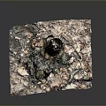 Natural Plant Scene Featuring Decayed Tree Stump With Fallen Leaves And Mossy Debris