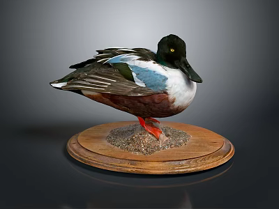 Taxidermy Duck with Colorful Feathers Black Head and Orange Feet on Wooden Base 3d model