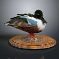 Taxidermy Duck with Colorful Feathers Black Head and Orange Feet on Wooden Base