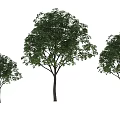 Hackberry 3d model
