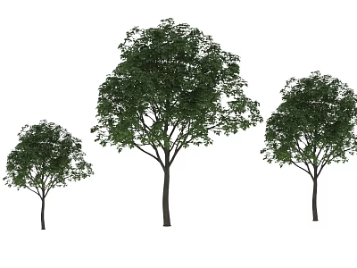 Three Arbor Trees of Various Sizes with Lush Green Foliage for Landscape Design 3d model