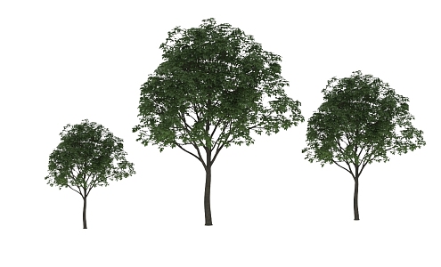 Hackberry 3d model