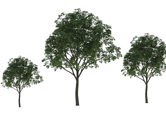 Hackberry 3d model