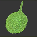 Fresh Ripe Durian Tropical Fruit With Spiky Outer Skin Isolated On Gray Background