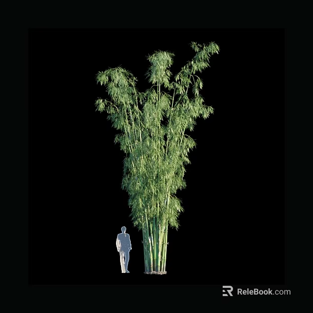 Tall Bamboo Plant With Green Lush Leaves Next To Human Silhouette 3d model 