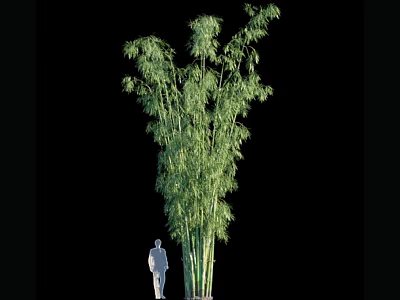 Tall Bamboo Plant With Green Lush Leaves Next To Human Silhouette 3d model