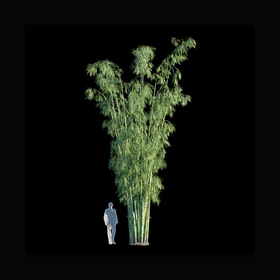 Tall Bamboo Plant With Green Lush Leaves Next To Human Silhouette 3d model