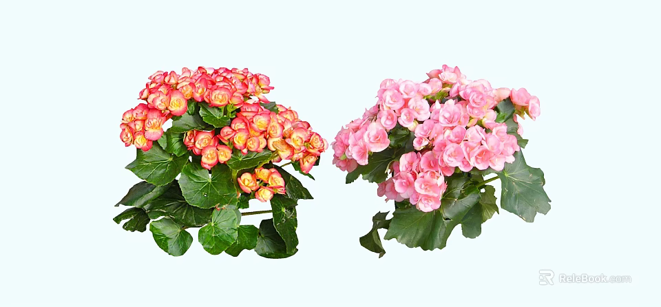 Vibrant Red And Pink Garden Flowers With Fresh Green Leaves And Lush Blooms 3d model 