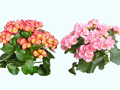 Vibrant Red And Pink Garden Flowers With Fresh Green Leaves And Lush Blooms 3d model