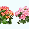 Vibrant Red And Pink Garden Flowers With Fresh Green Leaves And Lush Blooms