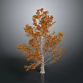 Tree With Orange And Red Leaves And White Trunk On Gray Black Background