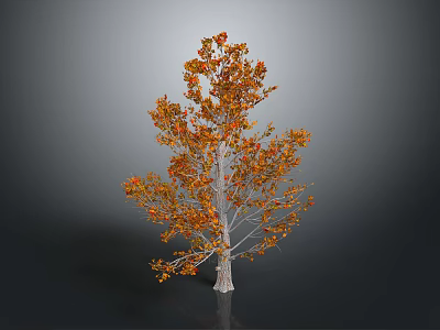 Tree With Orange And Red Leaves And White Trunk On Gray Black Background 3d model