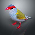 bird bird bird bird game animal cartoon animal animal realistic animal 3d model