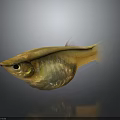 Golden Yellow Fish With Transparent Body Parts Shiny Scales And Reflection On Dark Background