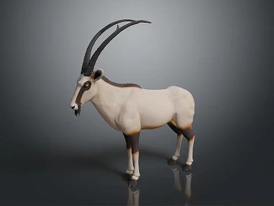 White Oryx Antelope With Long Horns Brown Legs Standing On Dark Background 3d model