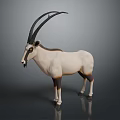 White Oryx Antelope With Long Horns Brown Legs Standing On Dark Background