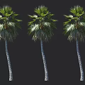 Three Tall Palm Trees with Slender Trunks and Lush Green Fronds