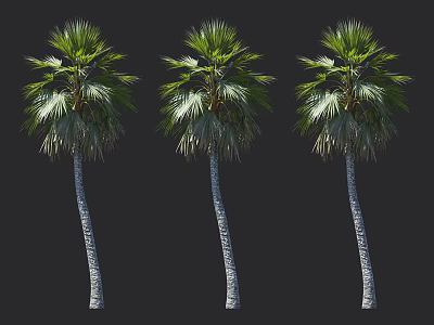 Three Tall Palm Trees with Slender Trunks and Lush Green Fronds 3d model