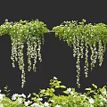 Hanging Basket Green Plants With Trailing Vines And White Flowers For Home Decor