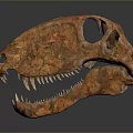 Orange Brown Dinosaur Skull Fossil With Sharp Teeth And Textured Surface 3d model