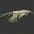 Detailed Orange and White Striped Shrimp with Long Antennae Translucent Shell Isolated on Dark Background