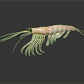 Modern Shrimp River Shrimp Sea Shrimp 3d model