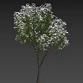 Lush Flowering Tree with Abundant White Blossoms and Vibrant Green Leaves