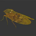 Detailed Red Brown Cicada With Transparent Veined Wings And Textured Body
