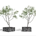 Two Bonsai Plants in Square Marble Textured Pots with White Background 3d model