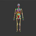 Human Skeleton Model Displaying Detailed Head Organs Anatomical Structure For Educational Use