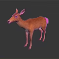 Realistic Brown Deer With Detailed Fur Standing On Clean White Background