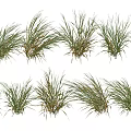 Various Forms of Reed Crops With Green and Yellow Leaves in Natural Settings
