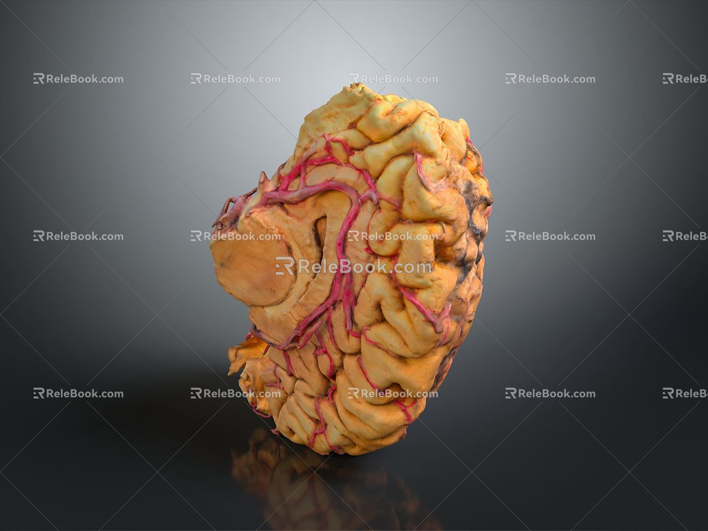 head structure head planer face human head planer face human brain planer face head structure brain structure human head structure 3d model