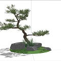 Pine Tree With Curved Trunk Green Foliage And Stones On Grass Under Blue Sky