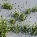 Naturally Growing Green Grass With Slender Leaves And Spike Like Inflorescences On Light Colored Ground