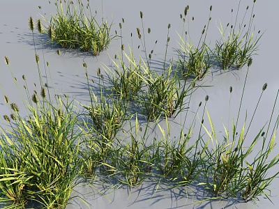 Naturally Growing Green Grass With Slender Leaves And Spike Like Inflorescences On Light Colored Ground 3d model