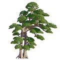 Diverse Decorative Plant Combinations With Various Tree Shapes And Lush Green Foliage