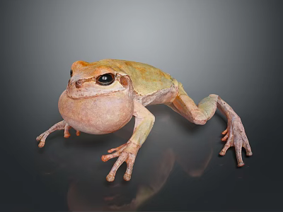 Vibrant Yellowish Brown Frog With Swollen Throat And Long Legs On Dark Background 3d model