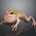 Vibrant Yellowish Brown Frog With Swollen Throat And Long Legs On Dark Background