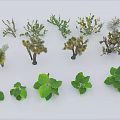 Assorted Green Plants Collection Featuring Cacti and Herbaceous Leaves