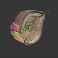 Detailed Anatomical Cross Section Model Displaying Internal Layers And Red Vessel