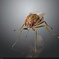 Brownish Yellow Fly With Red Compound Eyes Transparent Wings And Slender Legs On Reflective Surface