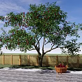 Fruit Bearing Tree With Red Fruits Near Wooden Fence And Basket On Paved Ground