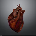 Human Heart Anatomical 3D Model With Detailed Red Vessels And Structure