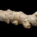 Fresh Raw Ginger Root Natural Organic Vegetable With Rough Skin Texture